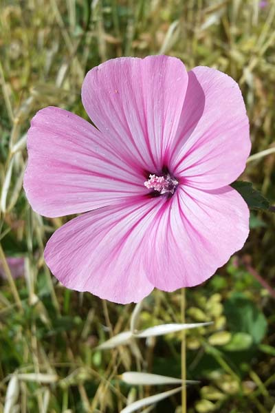 Lavatère d'un trimestre